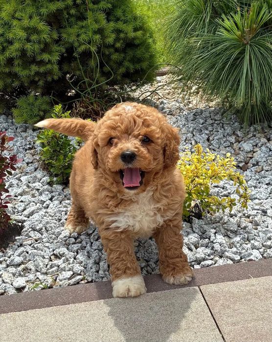 Є доставка закордон! Мальтипу міні, зроблено усі щеплення