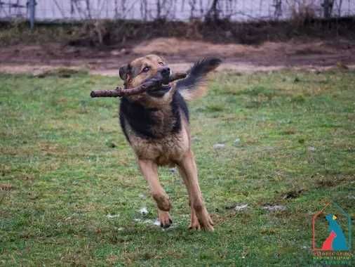 Bardzo przyjazny piesek Pluto szuka dom