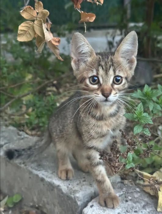 Отдам даром в добрые руки полосатых котят