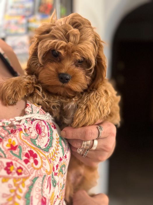 Cavapoo piesek po wszystkich szczepieniach