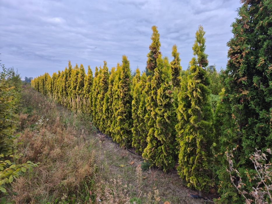 Żywotnik thuja 'Salland' 200-250 cm