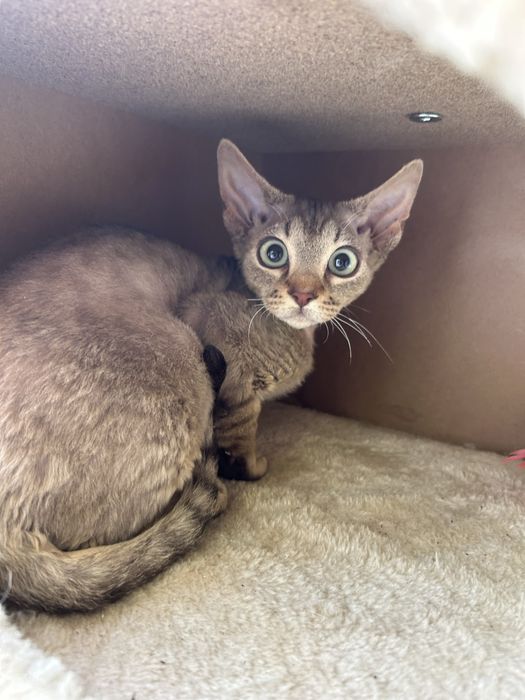 Słodki kocurek Devon Rex