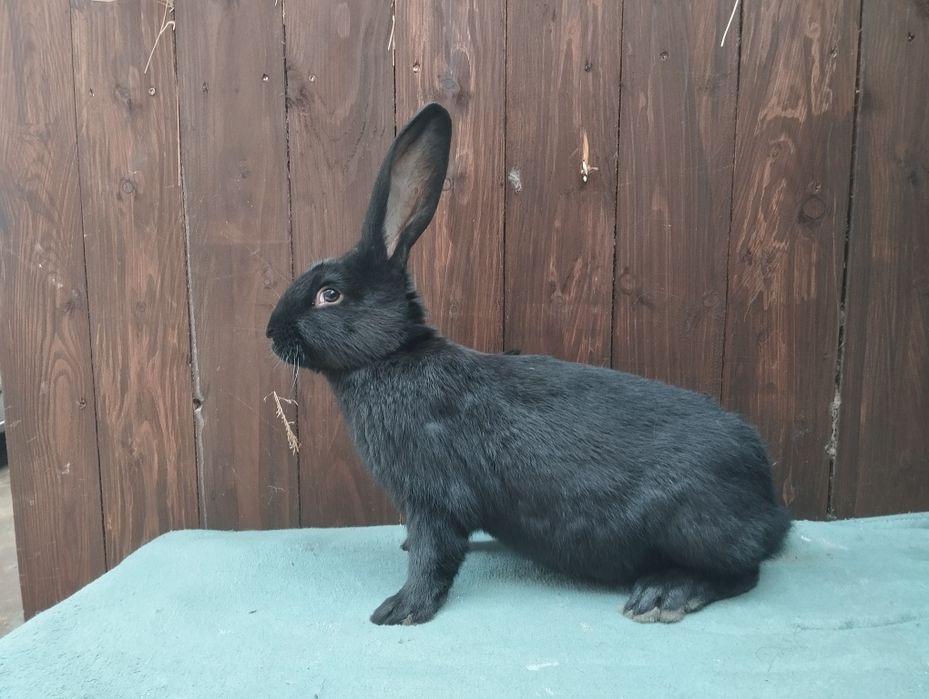 Olbrzym srokacz czarny i hawana