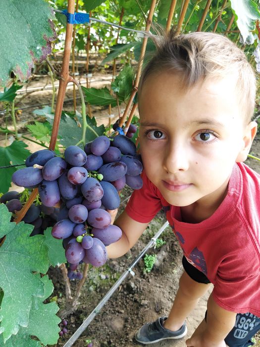 Саджанці винограду Аватар,  Азія, Динька, Емір, Флагман,
