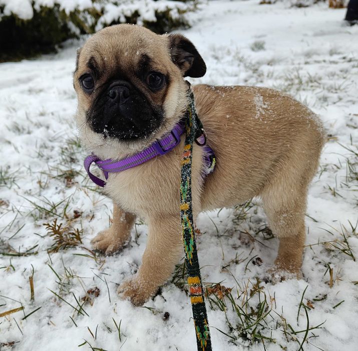 Mops szczeniak suczka Świętokrzyskie