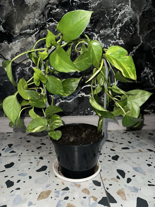 Кімнатні квіти-Сциндапсус золотистий