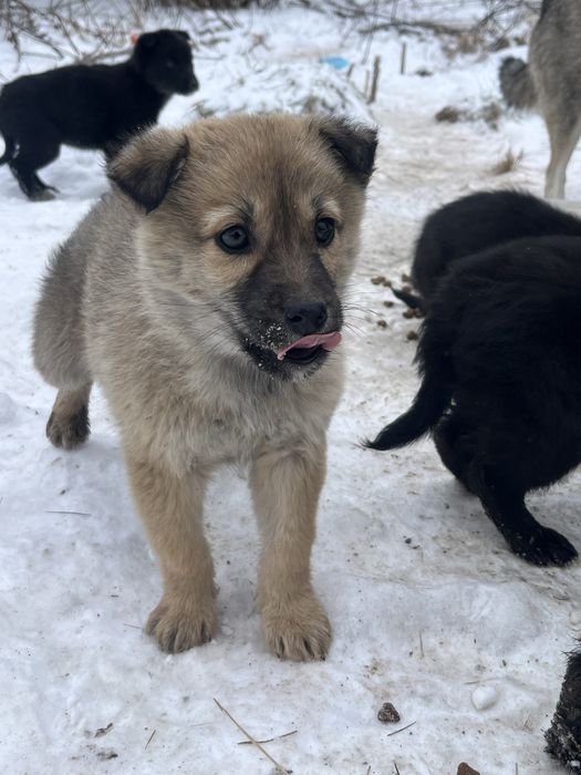 Цуценята-герої в добрі руки