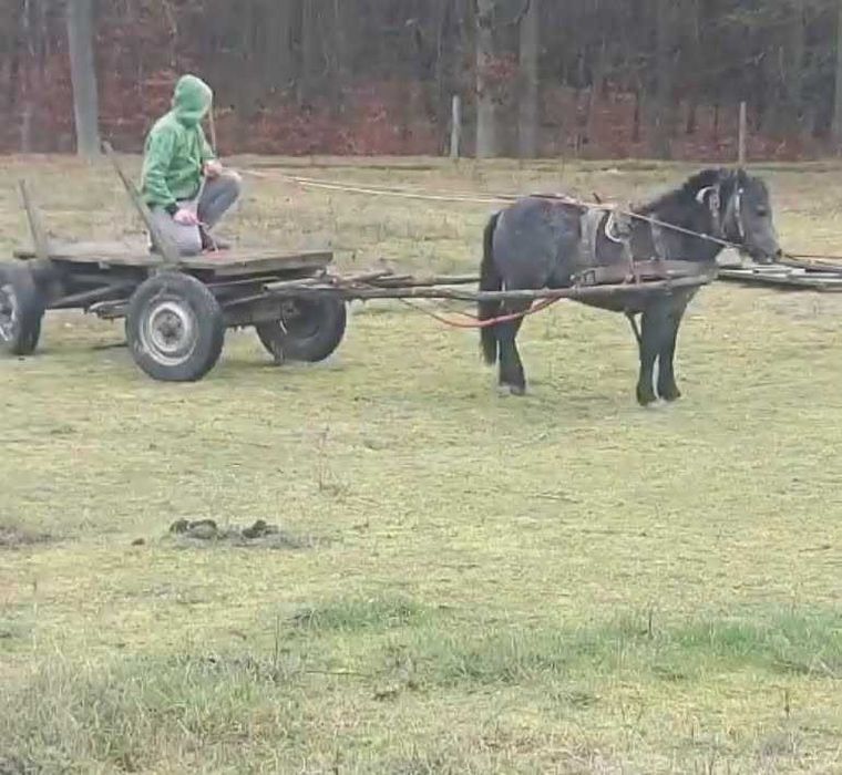Sprzedam klacz kuca