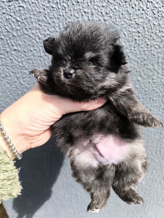 Spitz Anão Lulu da Pomerânia Mini. Menino