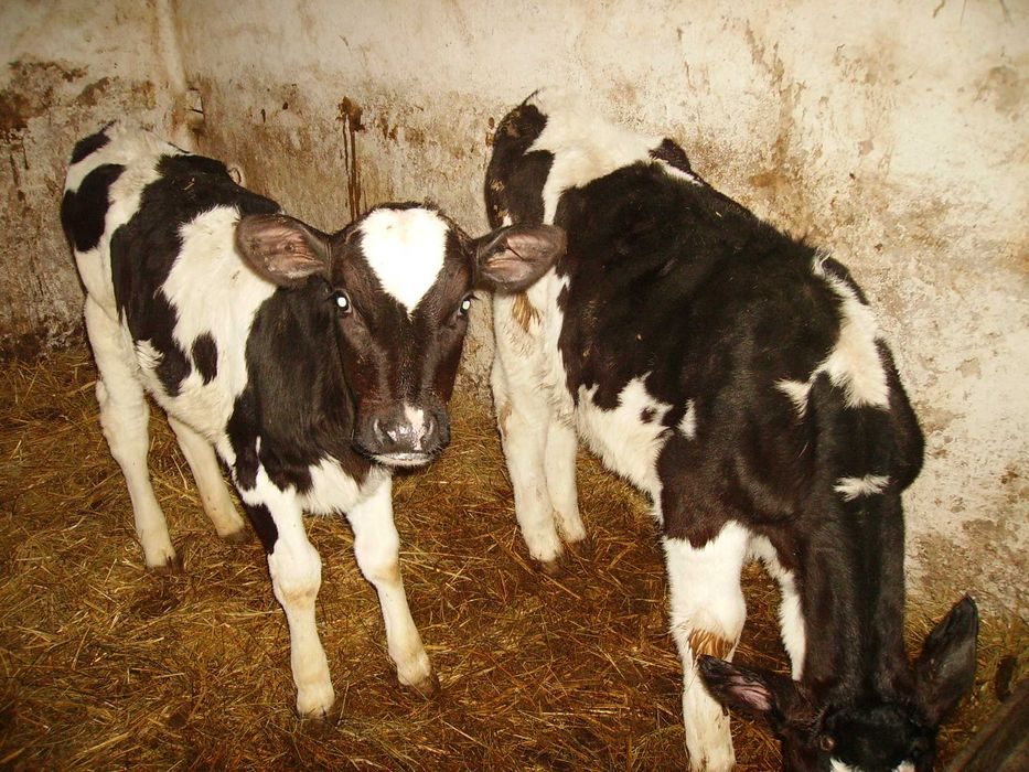 jałówki i cieliczki mięsne