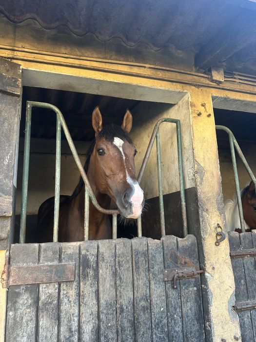 Cavalo inteiro á venda