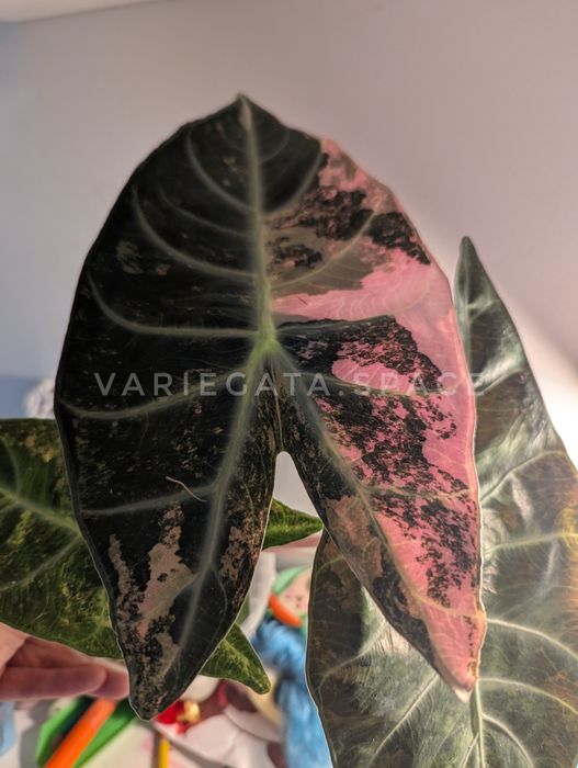 Alocasia Nairobi Nights variegata pink dragon alokazja bulwa