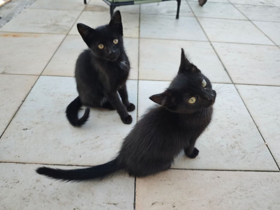 Gatinhos para adoção