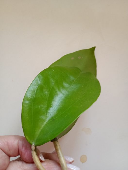 Hoya surigaoensis. Sadzonka ukorzeniona