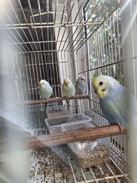Aves de bico curvo