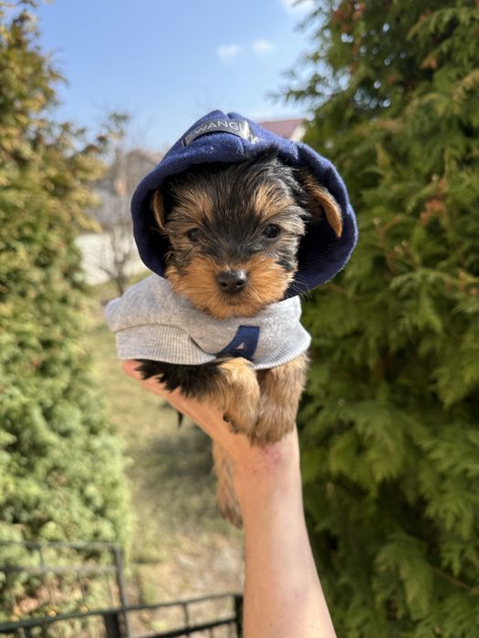 Цуценята йорк терєр