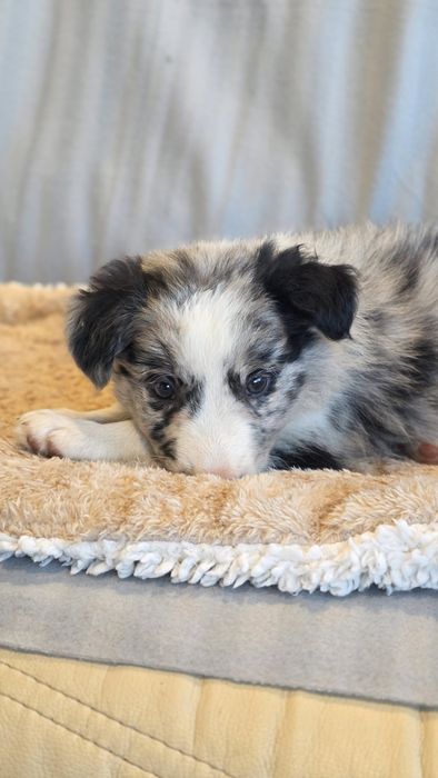 Border Collie Blue Merle Macho