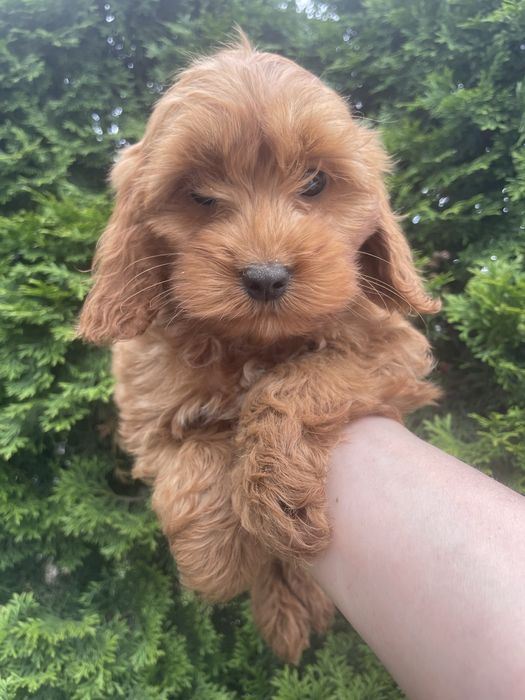 Cockapoo suczki i piesek