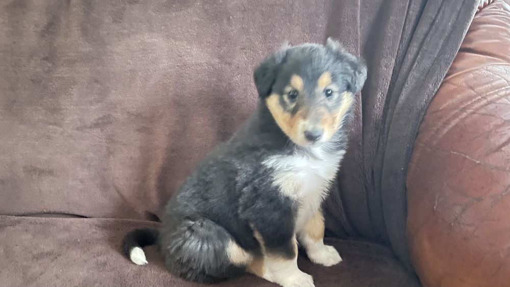 Rough Collie (femea)