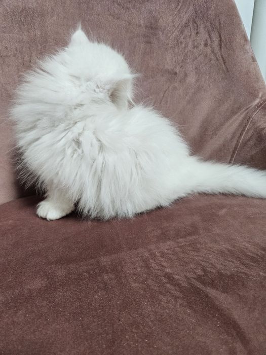 Kocurek perski, kot perski