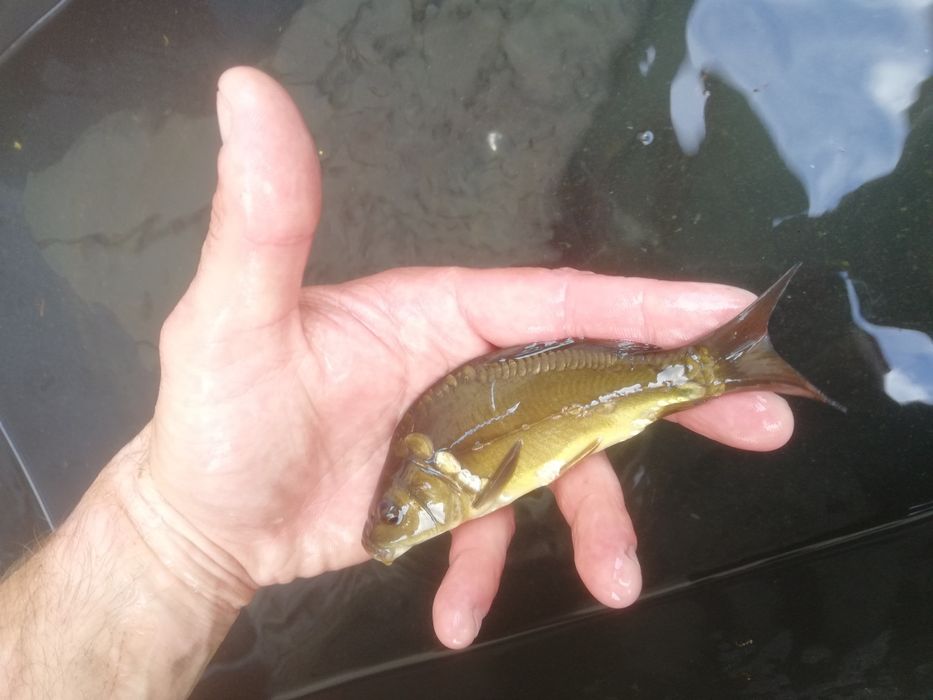 Karp 9-13cm narybek Jesiotr, Płoć, tolpyga