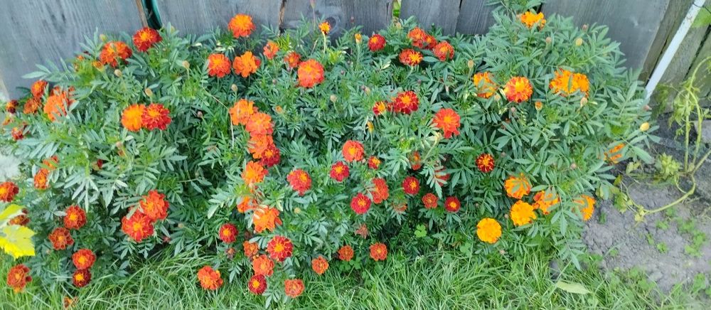 Aksamitka niska do 30 cm