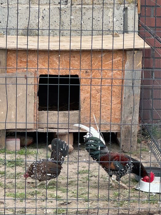 Kurki ozdobne karzełek Polski