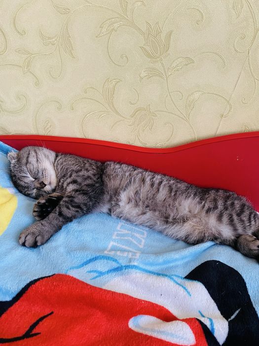 Віддам в добрі руки