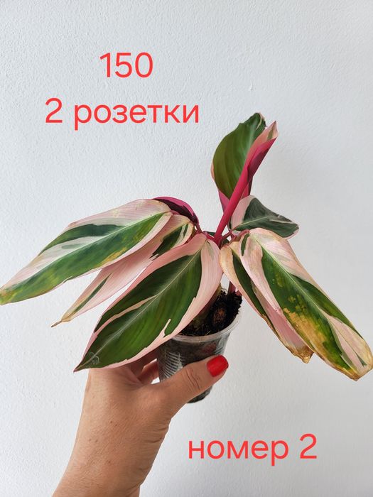 Строманта триколор, Бугенвілія