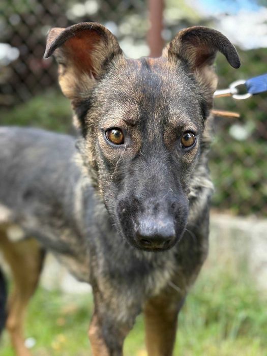 молодий песик в добрі руки ,ніжний ,вірний середнього розміру