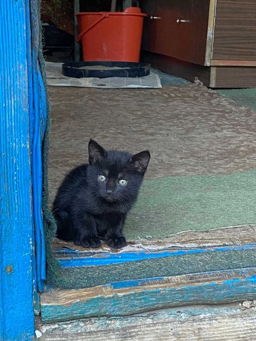 Кошенята шукають родину