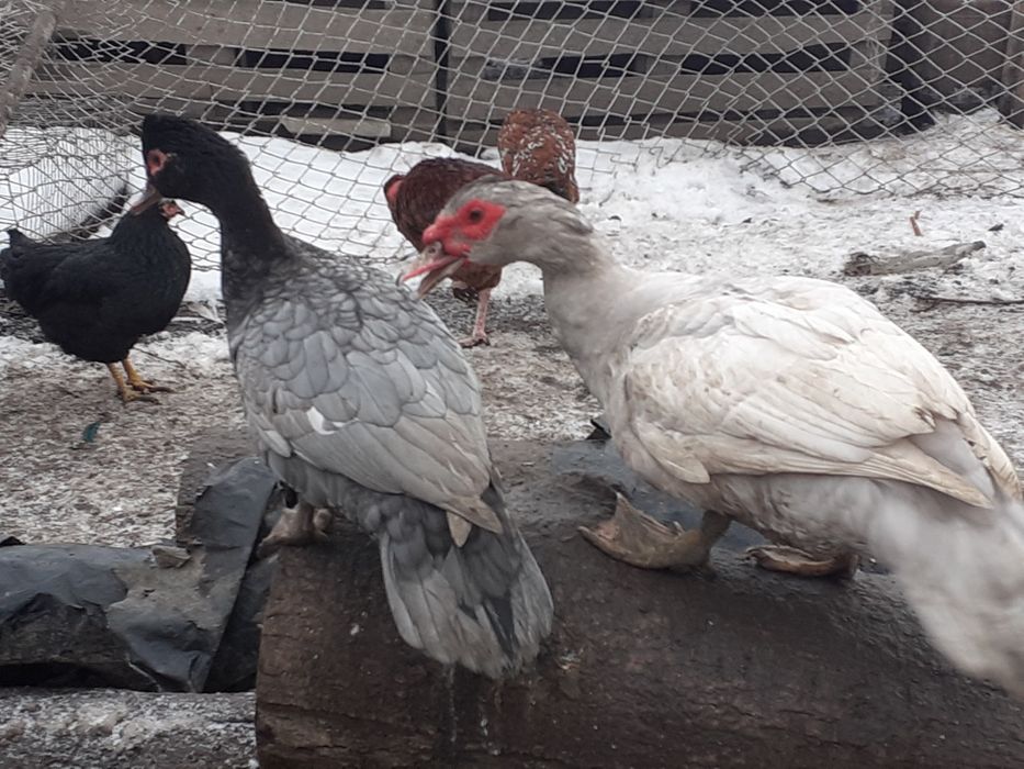 Мускусна качка продам
