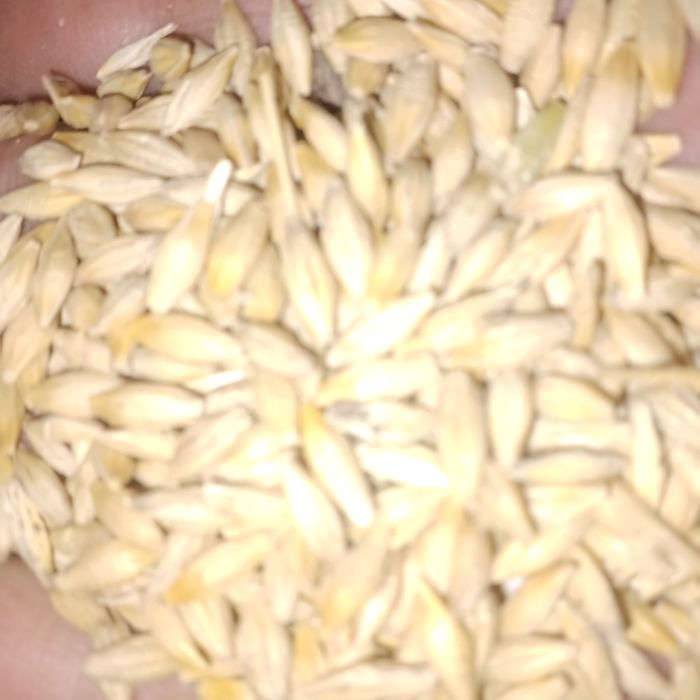 Продам насіневий ячмінь
