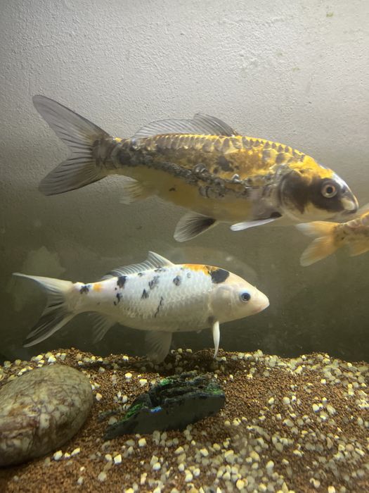 Lote de Carpas Koi