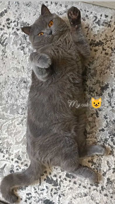 В'язка кота британець самовивіз або розгляну продаж кота. Породистий