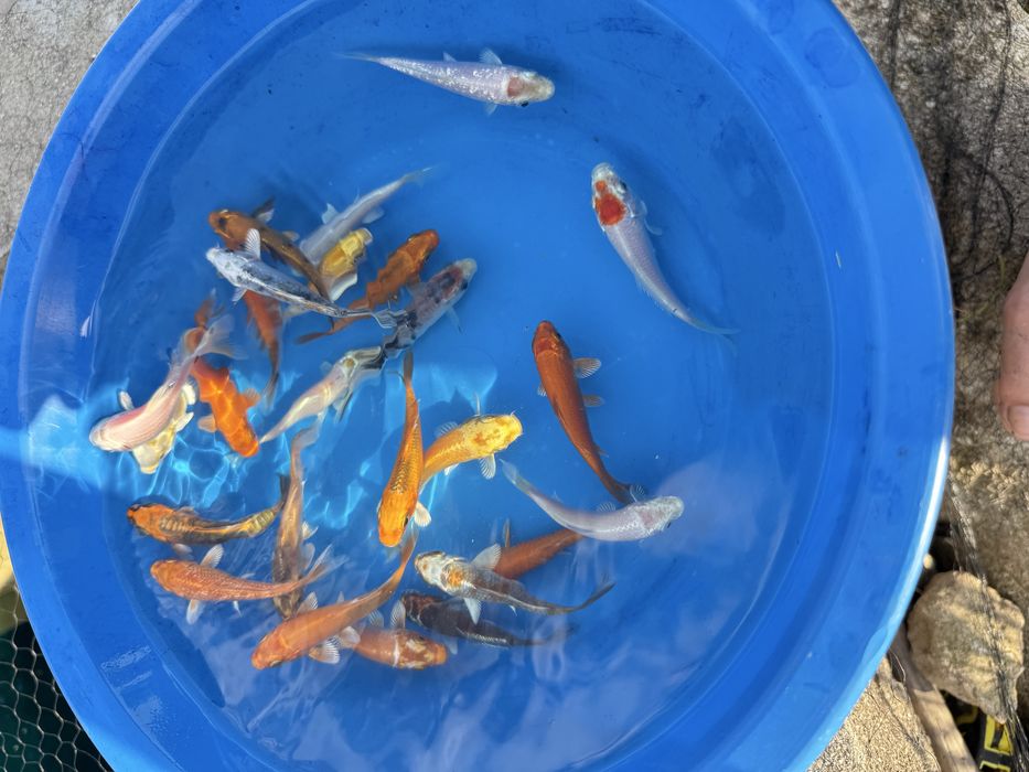 Carpas koi 8/11cm