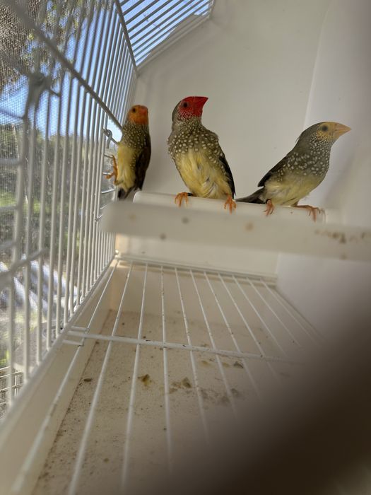 Diamantes gould Machos
