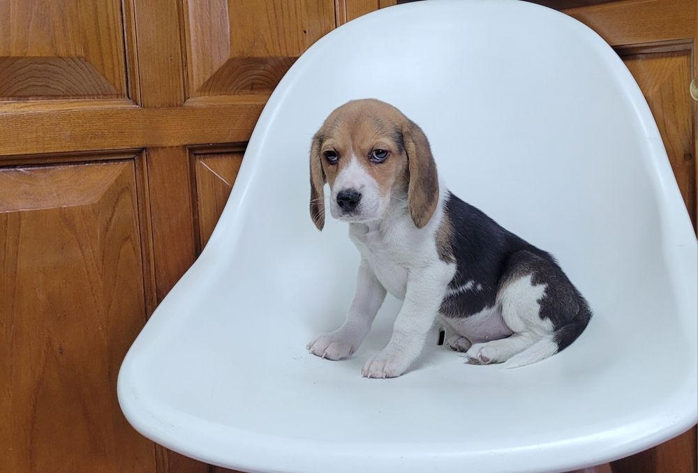 Beagle macho bebé