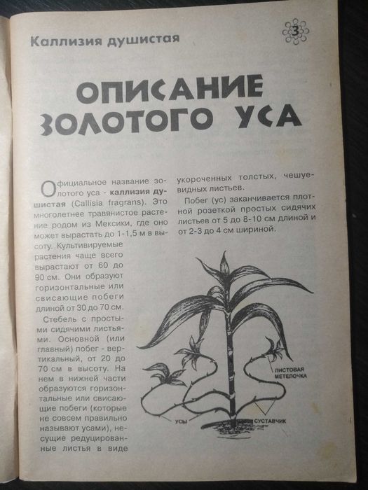 Книга «Лечебный Золотой ус»