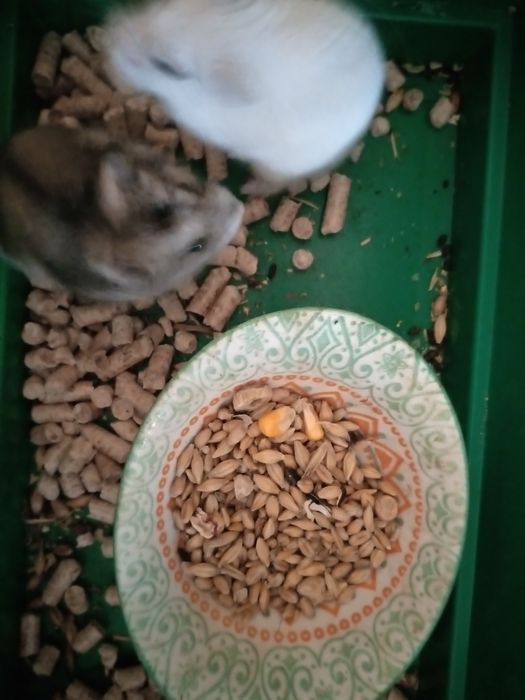 Хомячки Кременчуг