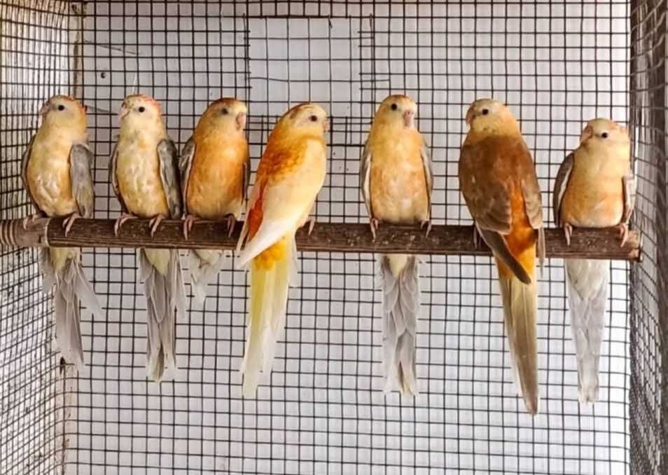 Red ranps laranja fêmeas