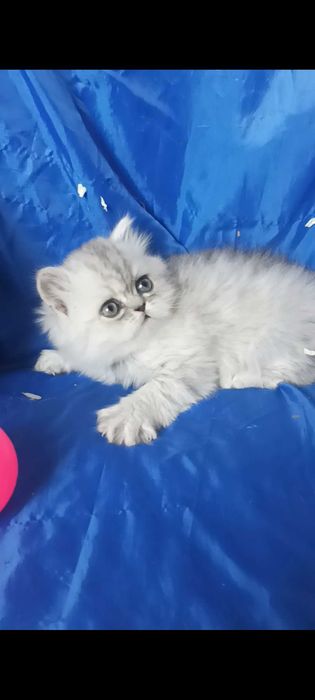 Шиншилла серебристый серый пепельный мальчик котёнок хайленд