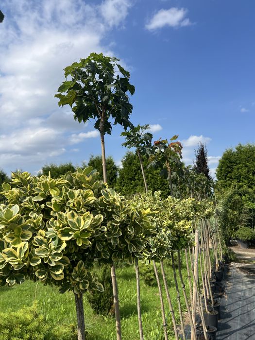 Klony, Brzozy, Buki, Dęby, Graby, Acer, Betula, Fagus, Quercus