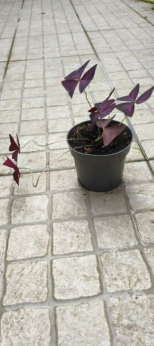 Planta trevo oxalis triangularis