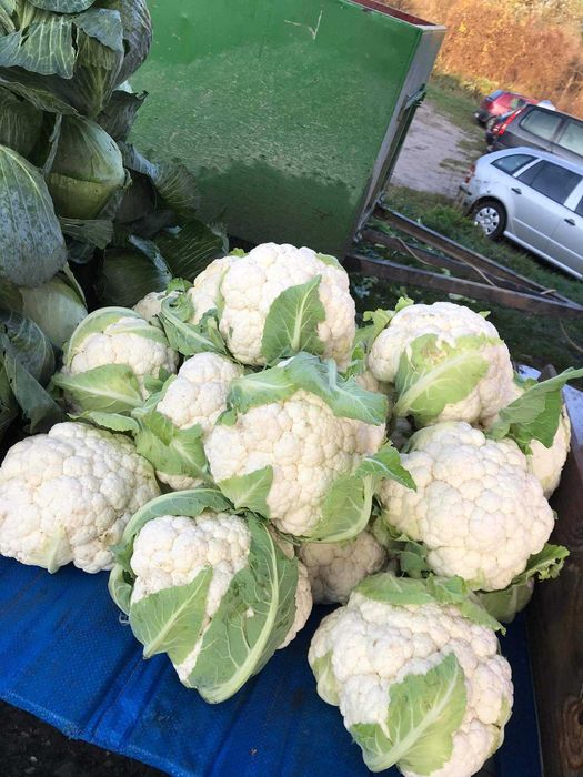 Warzywa ziemniaki hurt detal