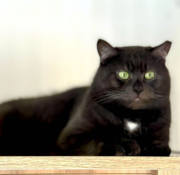 Персей шукає свій людину!