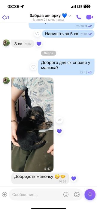 Щенки немецкой овчарки мальчик и девочка