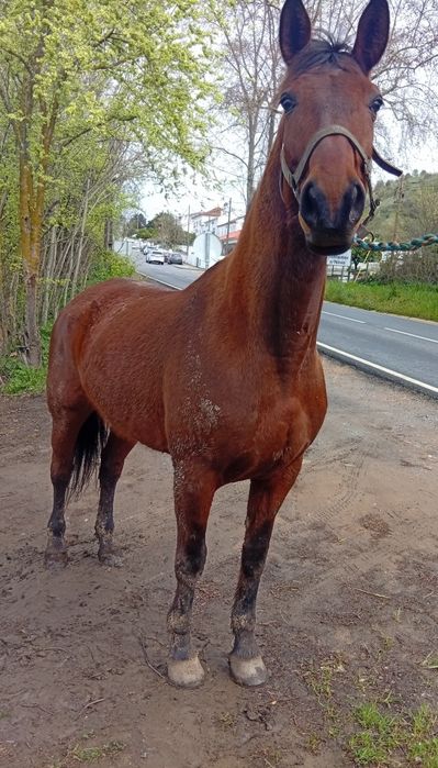 Cavalo manso montado