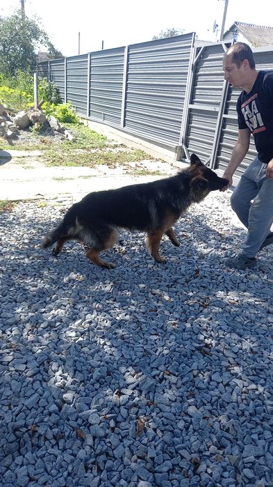 В'язка,  німецька вівчарка