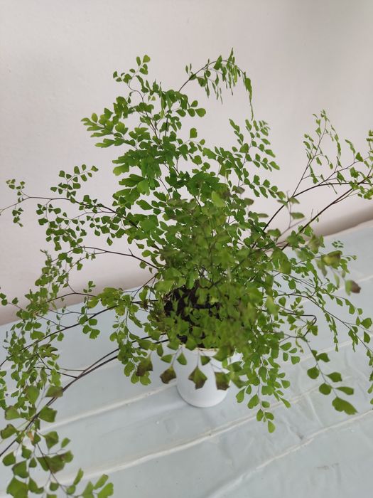 Вазони венерене волосся, золотий вус